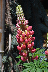 West Country Tequila Flame Lupine (Lupinus 'Tequila Flame') at Lakeshore Garden Centres