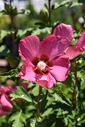 Chateau de Chambord Rose of Sharon (Hibiscus syriacus 'Minsyre10') at A Very Successful Garden Center