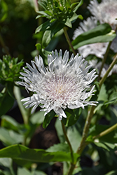 Divinity Aster (Stokesia laevis 'Divinity') at Lakeshore Garden Centres