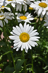 White Magic Shasta Daisy (Leucanthemum x superbum 'White Magic') at Stonegate Gardens