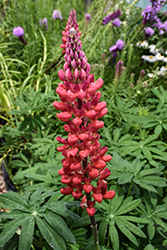 Beefeater Lupine (Lupinus 'Beefeater') at Stonegate Gardens