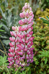 Gallery Pink Bicolor Lupine (Lupinus 'Gallery Pink Bicolor') at A Very Successful Garden Center