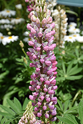 Lupini Pink Shades Lupine (Lupinus polyphyllus 'Lupini Pink Shades') at Stonegate Gardens