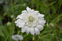 Fama White Pincushion Flower (Scabiosa caucasica 'Fama White') at Lakeshore Garden Centres