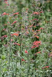 Coronado Red Hyssop (Agastache 'Pstessene') at A Very Successful Garden Center