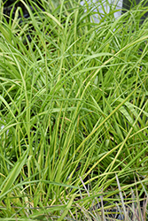 Prairie Winds Lemon Squeeze Fountain Grass (Pennisetum alopecuroides 'Lemon Squeeze') at A Very Successful Garden Center