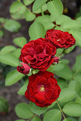 Cherry Frost Rose (Rosa 'Overedclimb') at Lakeshore Garden Centres