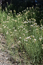 Whorled Milkweed (Asclepias verticillata) at A Very Successful Garden Center