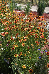 Blanket Flower (Gaillardia aristata) at A Very Successful Garden Center