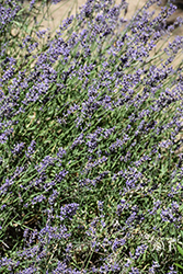 Vera Lavender (Lavandula angustifolia 'Vera') at Stonegate Gardens