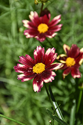 Lil' Bang Red Elf Tickseed (Coreopsis 'Red Elf') at Lakeshore Garden Centres