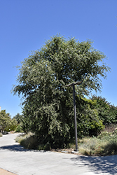 Valley Oak (Quercus lobata) at A Very Successful Garden Center