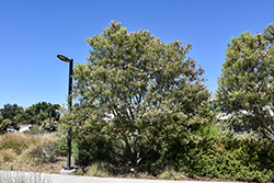 Timeless Beauty Desert Willow (Chilopsis linearis 'Monhews') at Stonegate Gardens