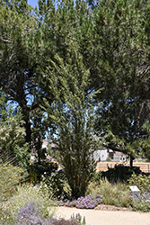 Birchleaf Mountain Mahogany (Cercocarpus betuloides) at Stonegate Gardens