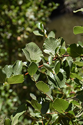 Birchleaf Mountain Mahogany (Cercocarpus betuloides) at A Very Successful Garden Center