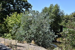 Blue Bush (Acacia covenyi) at A Very Successful Garden Center