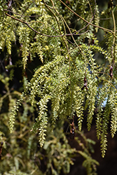 Hairy Wattle (Acacia vestita) at A Very Successful Garden Center