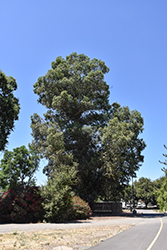 Willow Acacia (Acacia salicina) at A Very Successful Garden Center