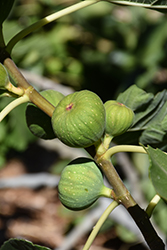 Fignomenal Dwarf Fig (Ficus carica 'PT-DF-14') at A Very Successful Garden Center