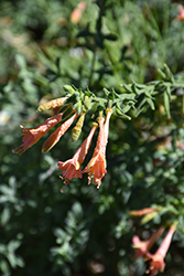 Marin Pink California Fuchsia (Epilobium canum 'Marin Pink') at Stonegate Gardens