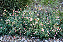 Marin Pink California Fuchsia (Epilobium canum 'Marin Pink') at Stonegate Gardens
