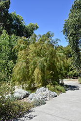 River Wattle (Acacia cognata) at Stonegate Gardens
