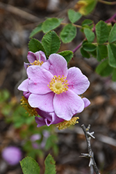 California Wild Rose (Rosa californica) at A Very Successful Garden Center