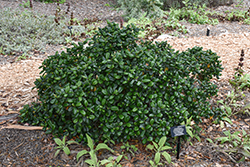 Leatherleaf Coffeeberry (Rhamnus californica 'Leatherleaf') at Stonegate Gardens