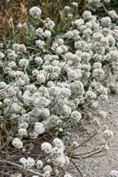 Santa Cruz Island Buckwheat (Eriogonum arborescens) at A Very Successful Garden Center