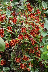 Jelly Bean Fiesta Marigold Monkeyflower (Mimulus 'Jelly Bean Fiesta Marigold') at A Very Successful Garden Center