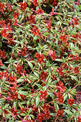 Jelly Bean Red Monkeyflower (Mimulus 'Jelly Bean Red') at Stonegate Gardens