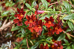 Jelly Bean Red Monkeyflower (Mimulus 'Jelly Bean Red') at Lakeshore Garden Centres