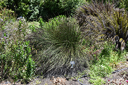 Small Cape Rush (Chondropetalum tectorum) at Stonegate Gardens