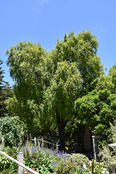 Mayten Tree (Maytenus boaria) at A Very Successful Garden Center