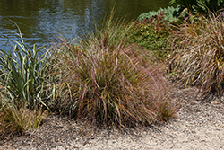 New Zealand Hair Sedge (Carex testacea) at Lakeshore Garden Centres
