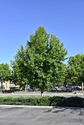 Roberts California Sycamore (Platanus racemosa 'Roberts') at Lakeshore Garden Centres