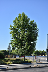 California Sycamore (Platanus racemosa) at Lakeshore Garden Centres