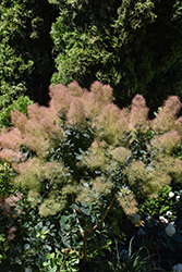 Magical Green Fountain Smoke Tree (Cotinus coggygria 'Kolcot') at Lakeshore Garden Centres