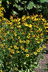 Salud Golden Sneezeweed (Helenium autumnale 'Balsaluglo') at A Very Successful Garden Center