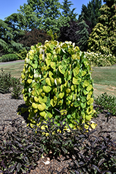Golden Falls Redbud (Cercis canadensis 'NC2015-12') at Stonegate Gardens