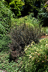 Little Joker Ninebark (Physocarpus opulifolius 'Hoogi021') at Stonegate Gardens