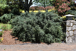 Blue Gem Alpine Plum Yew (Podocarpus alpinus 'Blue Gem') at A Very Successful Garden Center