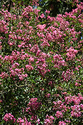 Pecos Crapemyrtle (Lagerstroemia indica 'Pecos') at A Very Successful Garden Center