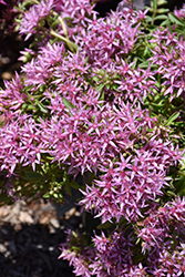 Spot On Pink Stonecrop (Sedum spurium 'Setz3b019') at Stonegate Gardens