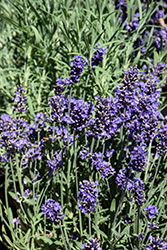 Aromatico Blue Lavender (Lavandula angustifolia 'Lablusa') at A Very Successful Garden Center