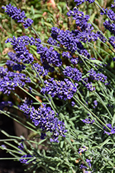 Vintro Forte Blue Lavender (Lavandula angustifolia 'Vintro Forte Blue') at Lakeshore Garden Centres