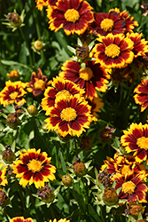 UpTick Red Tickseed (Coreopsis 'Baluptred') at A Very Successful Garden Center