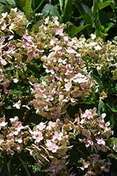 Early Evolution Hydrangea (Hydrangea paniculata 'AJ14') at A Very Successful Garden Center