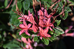 Millennium Azalea (Rhododendron 'Millennium') at A Very Successful Garden Center