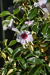 Variegated Bower Vine (Pandorea jasminoides 'Variegata') at A Very Successful Garden Center